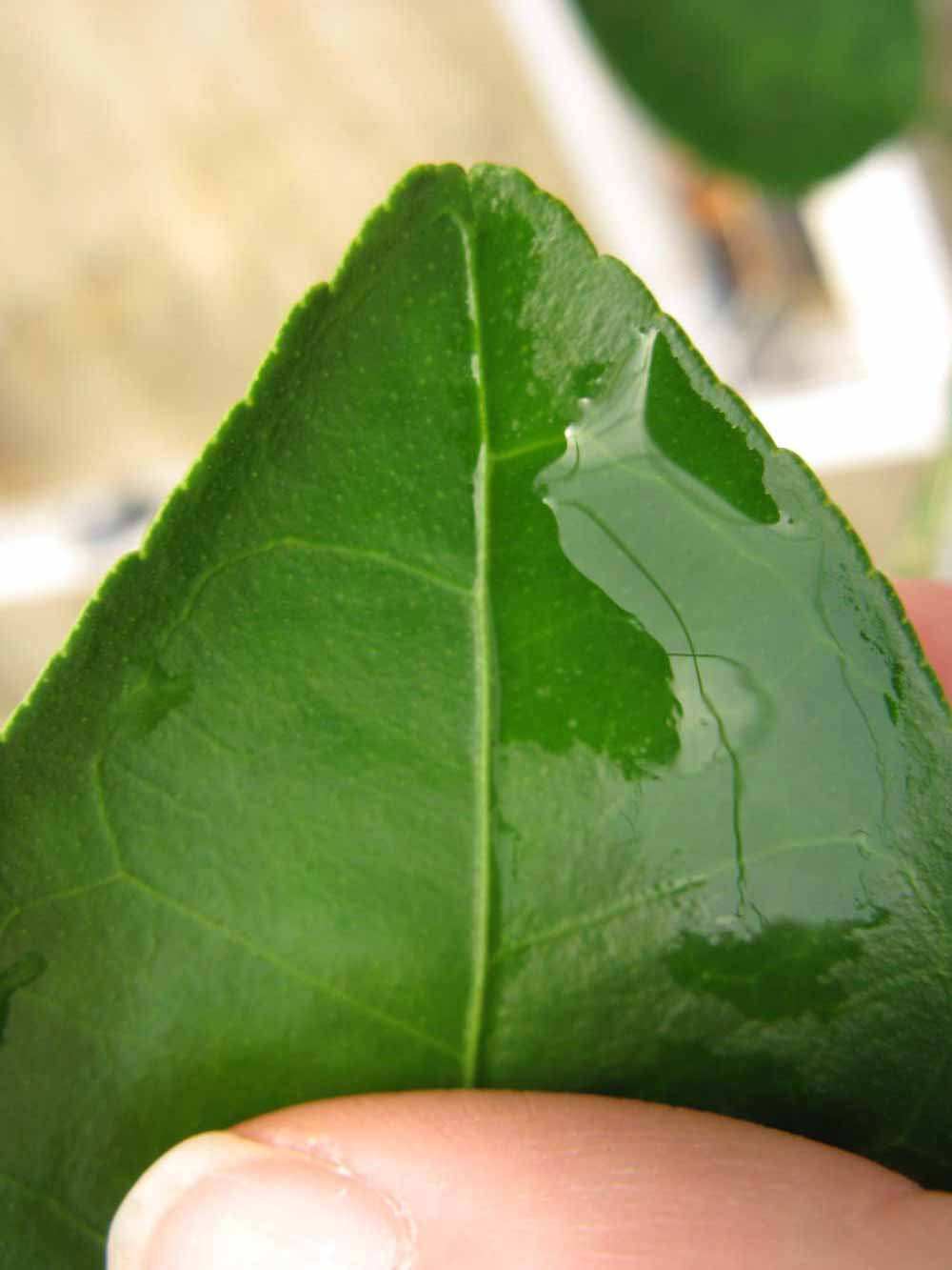              Margin (Phillip Rucks Citrus Nursery, Frostproof, FL)       